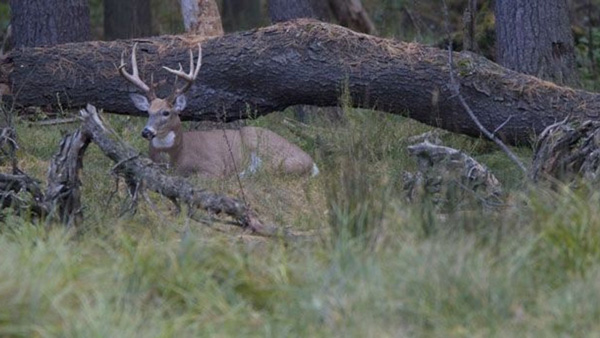 shed hunting tips - bedding areas