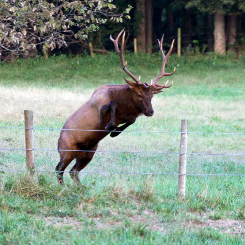 shed hunting tips - fence lines