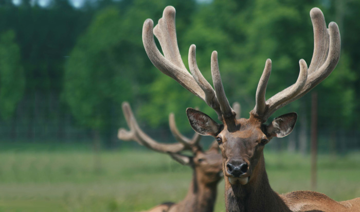 antler hunting growth - tips for hunters