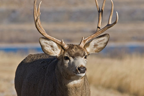 mule deer antlers