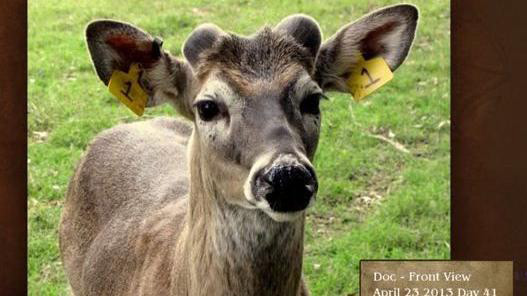 when do deer shed their antlers - young buck